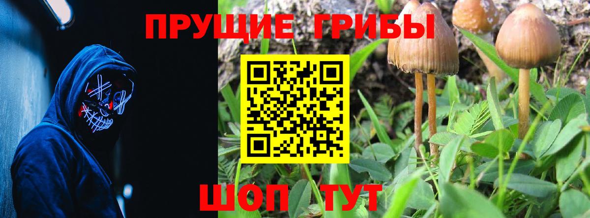 Псилоцибиновые грибы GOLDEN TEACHER  Вход с VPN  Зима  Псилоцибиновые грибы прущие грибы 